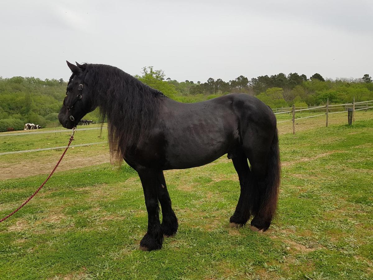 Gite Equestre Domaine Des Crins - Monpazier Capdrot Exterior foto