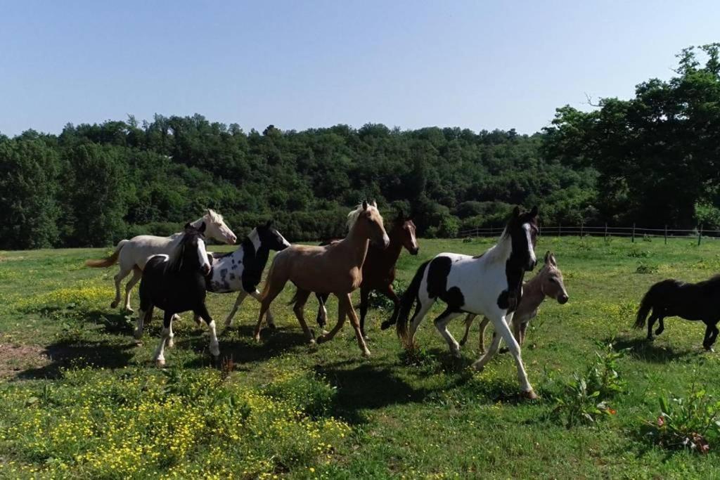 Gite Equestre Domaine Des Crins - Monpazier Capdrot Exterior foto