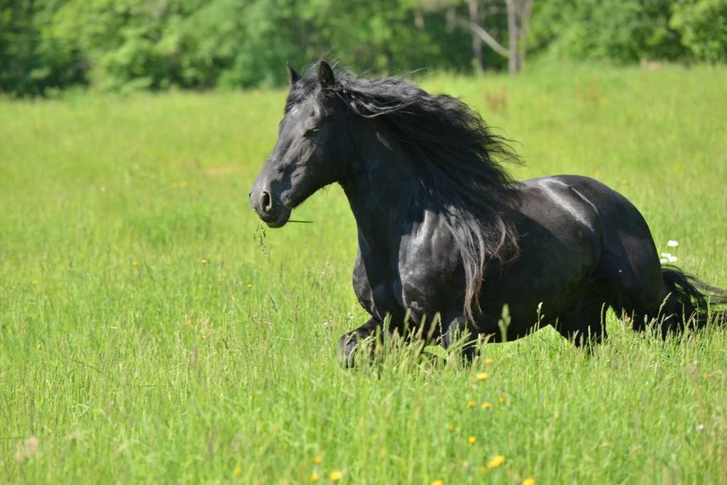 Gite Equestre Domaine Des Crins - Monpazier Capdrot Exterior foto